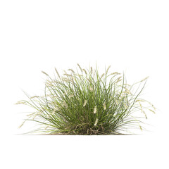 Pennisetum alopecuroides Pennstripe, semak, rumput, bushes, shrubs, evergreen, small tree, bush, tree, big tree, light for daylight, easy to use, 3d render, isolated