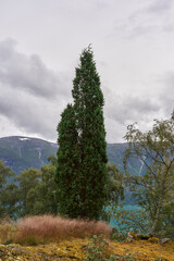 A yew tree by the Lustrafjorden Fjord in Norway,
