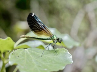 Female of the banded demoiselle (Calopteryx splendens). A species of damselfly or dragonfly belonging to the family Calopterygidae. Italy