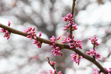Spring Awakening