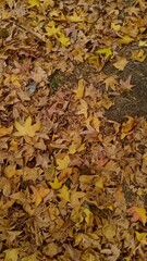 autumn leaves background
