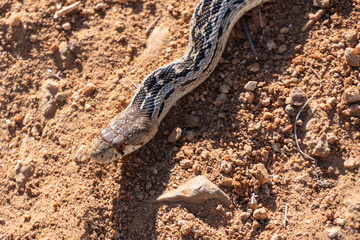 California Gopher Snake on dirt path.  Macro wildlife close up.  