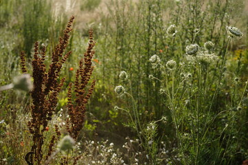 close-up of a wild meadow (daucus carota) in the evening sun