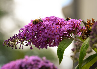 honey bees collecting honey on a purple flower of a butterfly plant.