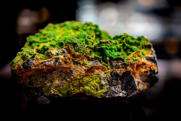 A Burst of Earthly Colors