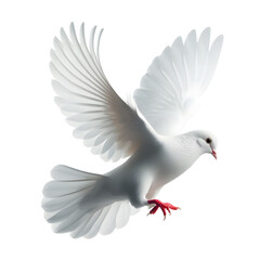 Obraz premium Dove Flying Isolated on transparent Background
