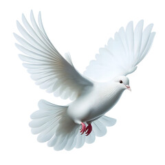 Fototapeta premium Dove Flying Isolated on transparent Background