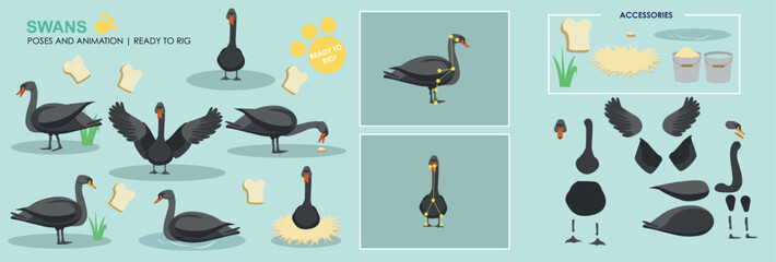 Cute animated vector swan collection ready to animate with multiple poses and positions rig ready set, animals, nature.  © Louise