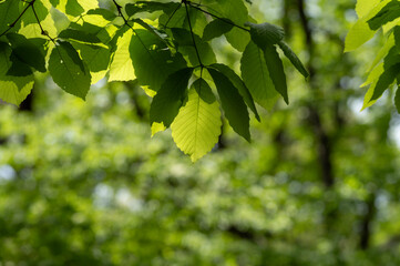 爽やかな新緑と木漏れ日