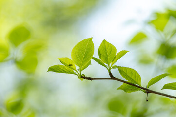 爽やかな新緑イメージ素材