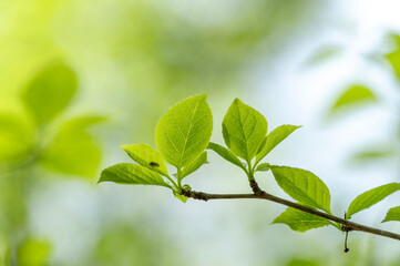 爽やかな新緑イメージ素材