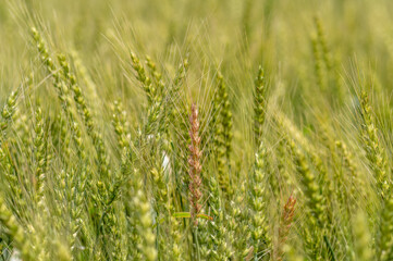 緑の麦の穂が茶色に色づき始める