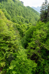 緑が生い茂る初夏の深い森