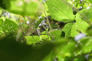 The face of a common green forest lizard that is completely disguised sitting on top of a treetop