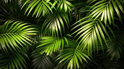 A lush green palm tree with leaves that are full and green. The leaves are spread out and the tree is in a jungle setting