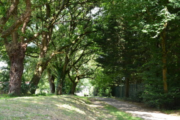 Chemin de promenade