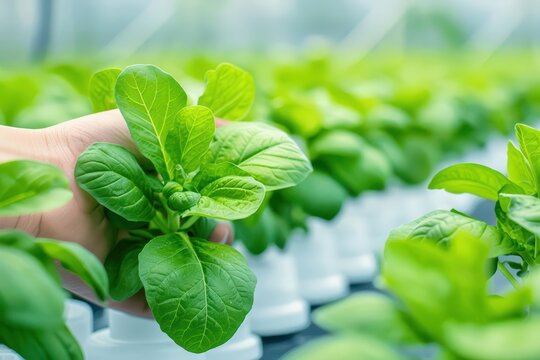 An innovative horticulture program teaching the cultivation of plants for food, beauty, and medicine, integrating sustainable practices and advanced technology with copy space