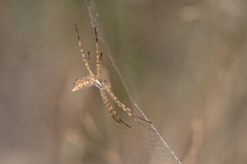 Araña tejedora de esfera negra y amarilla (Argiope lobata) desde otra perspectiva 