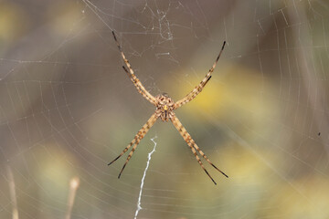 Araña tejedora de esfera negra y amarilla (Argiope lobata) en el centro de la tela de araña