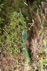 Cactus chumbera en peligro de extinción debido a la cochinilla