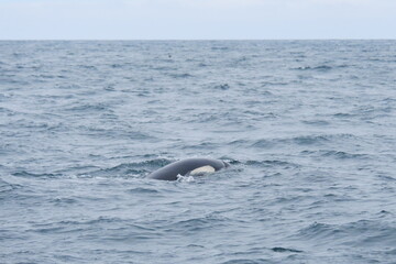 Fototapeta premium 知床半島に訪れるシャチ