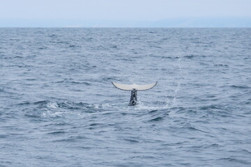 知床半島に訪れるシャチ