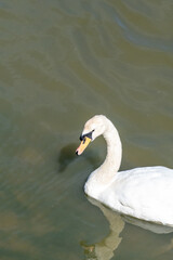 Snowy Reservoir Serenity with Elegant Swans