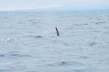 Fototapeta premium 知床半島に訪れるシャチ