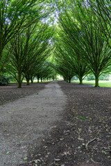 Path Forest Green Landscape Road