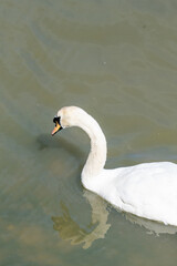 Gaggle of Swans in a Rural River