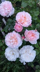 Pink roses blooming in garden