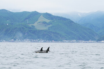 Fototapeta premium 知床半島に訪れるシャチ