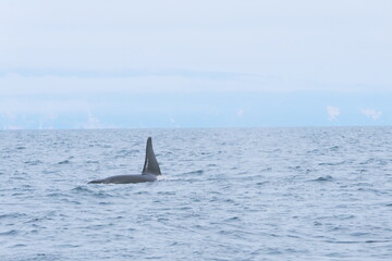Naklejka premium 知床半島に訪れるシャチ