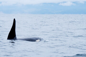 Fototapeta premium 知床半島に訪れるシャチ