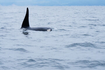Fototapeta premium 知床半島に訪れるシャチ