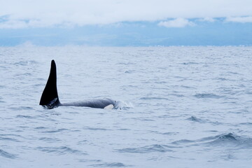 Obraz premium 知床半島に訪れるシャチ