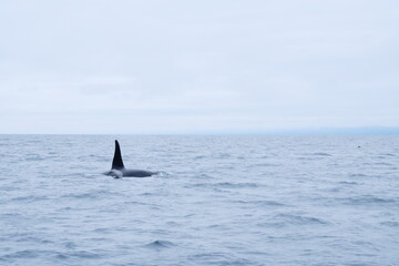 Fototapeta premium 知床半島に訪れるシャチ
