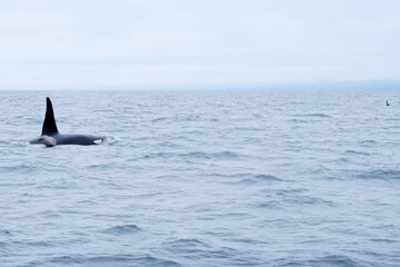 Naklejka premium 知床半島に訪れるシャチ