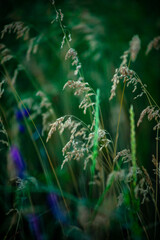 Flowers and grass in a wild field. Macro of flowers. Summer wild flowers. Forest plants.