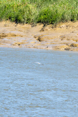 River Wildlife Spoonbill and Crocodile Encounter