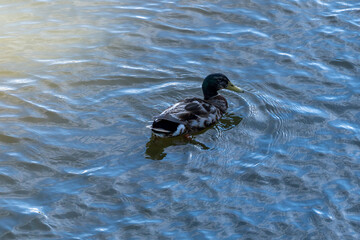 Anas Platyrhynchos Duck Swimming in Natural Water Habitat