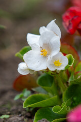 Exploring the Vibrant World of Irises