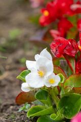Close-Up of Spring Flowers in a Japanese Garden