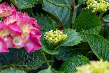 Blooming Hydrangeas and Roses in Nature