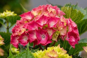 Vibrant Geraniums, Roses, Rhododendrons, and Hydrangeas in Full Splendor