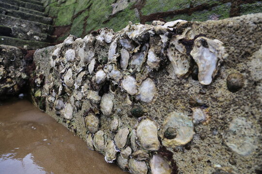 Oysters, Pais Vasco.