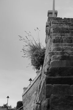 Flowers in the wall