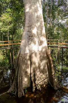 front view of the Sumauma tree with a watermark on its trunk