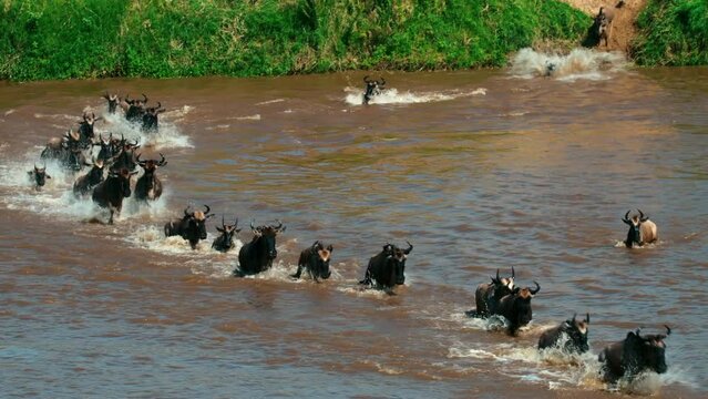 Aerial: Drone Shot Of Battalion Of Yaks Running In Mara River At Serengeti National Park