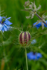 Black Cumin Floral Beauty